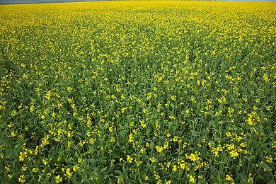 疑似Switch2 OLED中框流出 二手市场惊现原型机部件